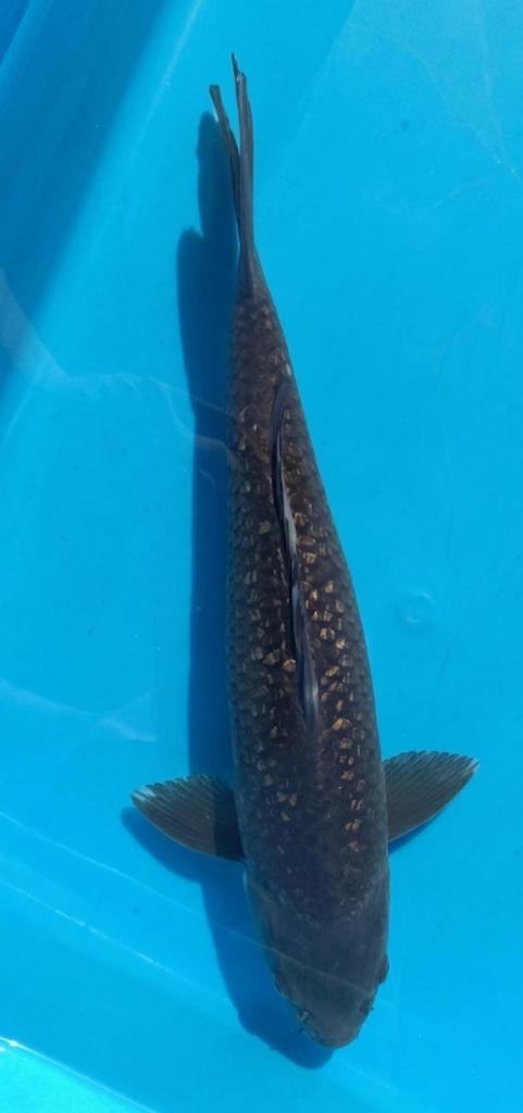 Japanse Koi, Animaux & Accessoires, Poissons | Poissons d'étang, Carpe ou Koï