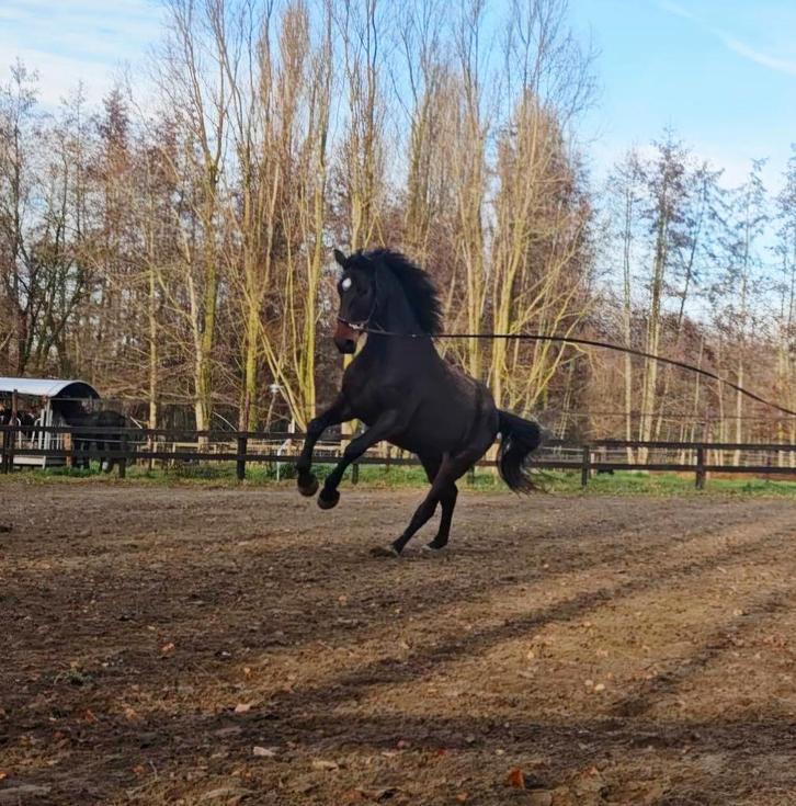 Gezocht: Ruil met behoud van eigendom (dressuurmerrie 4jr), Animaux & Accessoires, Chevaux, Jument, Non dressé, 175 cm ou plus