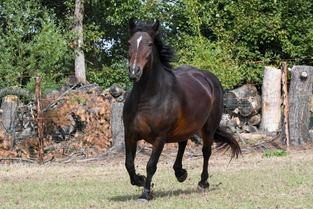 Wandelpaard, 11 ans ou plus, Moins de 160 cm, Avec pedigree, Cheval de récréation