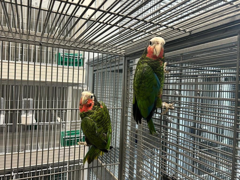 Amazone cuba femelle, Femelle