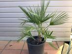 Palmboom Chamaerops Humilis, Tuin en Terras, Ophalen, Vaste plant