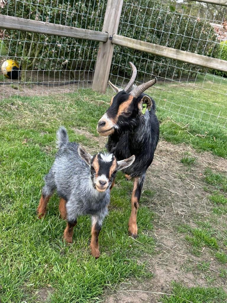 Dwerggeit moeder met haar 2 miekes en 1bokje, Dieren en Toebehoren, Vrouwelijk, Geit, 0 tot 2 jaar