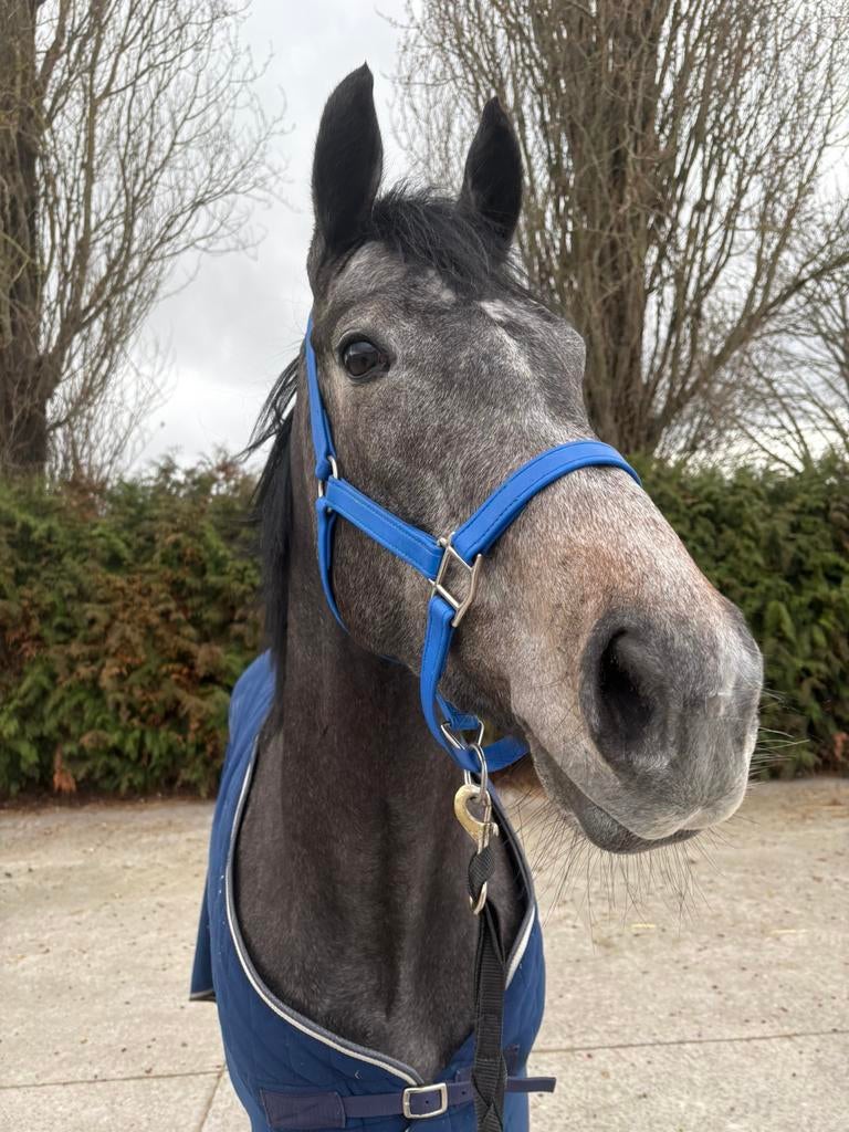 Recreatie, Vermifugé, Débourré, Moins de 160 cm, Cheval de récréation