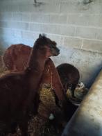 Alpaca koppel, Dieren en Toebehoren, Pluimvee, Meerdere dieren, Overige soorten