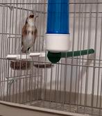 Mâle parva gorge blanche 2023 à 530 € FRANCE (Toulouse), Dieren en Toebehoren