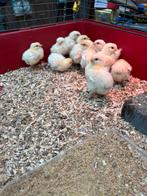 Kuikens poule de bresse