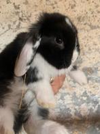 Minilop baby konijn, Dieren en Toebehoren, Konijnen