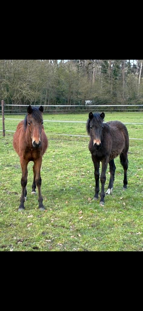 Pony jaarlingen te koop (2025), Animaux & Accessoires, Poneys