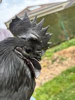 Ayam cemani Haan, Dieren en Toebehoren