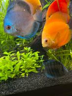 3 mooie Discus vissen – Cobalt Blue + 2 Golden, Dieren en Toebehoren, Vis, Zoetwatervis, Schoolvis