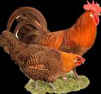 BROEDEIEREN - goede vruchtbaarheid, Dieren en Toebehoren