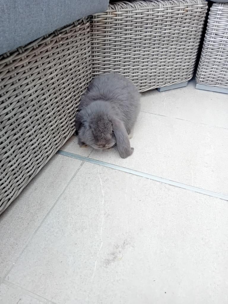 Nog 1 frans hangoortje, Dieren en Toebehoren, Konijnen, Mannelijk, Groot, Hangoor, 0 tot 2 jaar