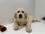 Chiots Golden Retriever, Golden retriever, Hépatite contagieuse (maladie de Rubarth), Plusieurs, Belgique
