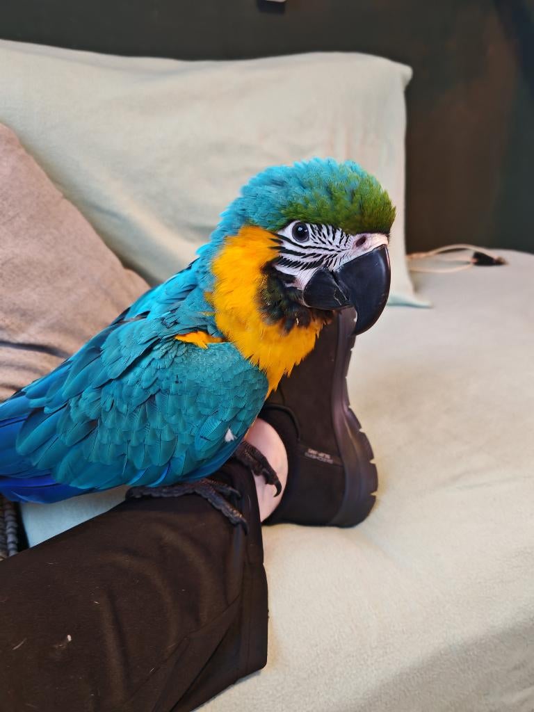 Gezocht een ara maatje, Dieren en Toebehoren, Vogels | Overige Vogels, Geringd