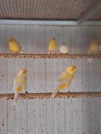 Kanaries geel kweekrype vogels  nog 4 koppels  30euro koppel, Dieren en Toebehoren