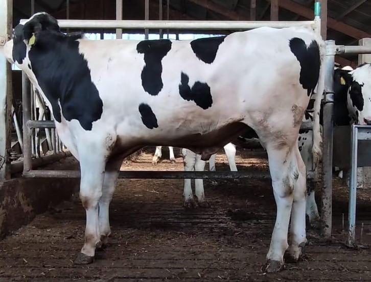 Horenloze (Pp) en genoomgeteste stier, Animaux & Accessoires, Bovins, Mâle, 0 à 2 ans