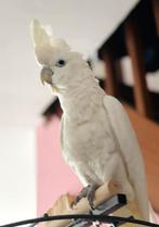 Super tamme Salamon Kakatoe 10 maanden oud, Dieren en Toebehoren, Geslacht onbekend, Papegaai, Geringd
