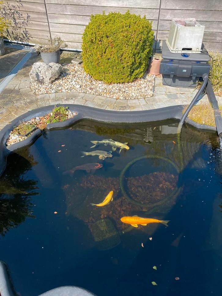 Koi vissen te koop, Animaux & Accessoires, Poissons | Poissons d'étang, Carpe ou Koï