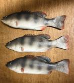 Decoratie vissen (3), Verzenden, Zo goed als nieuw