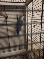 Prachtige blauwe agapornis (dwergpapegaai) met kooi, Dieren en Toebehoren, Tam