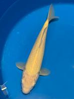 Karachigoi Marusei!, Carpe ou Koï