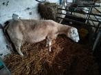 Plus rapide aussi, Animaux & Accessoires, Moutons, Chèvres & Cochons