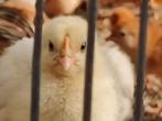 Kuikens van Poule de Bresse en legkippen van 2 weken oud., Dieren en Toebehoren, Vogels | Kanaries
