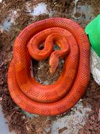 0.1 bloodred piedsided 2023, Animaux & Accessoires, Reptiles & Amphibiens, Serpent, Domestique, 3 à 6 ans