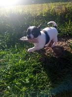 Chihuahua Puppy teefje medisch getest over 3 generaties ver!, België, Particulier, 8 tot 15 weken, Teef