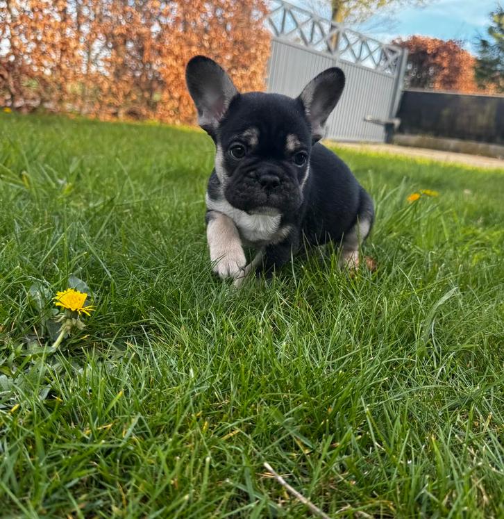 Franse bulldog pup reu, Animaux & Accessoires, Chiens | Bouledogues, Pinschers & Molossoïdes, Chien (mâle), Bouledogue, Éleveur | Loisir