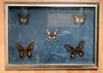 Kader met 5 mooie vlinders 37x53, Ophalen