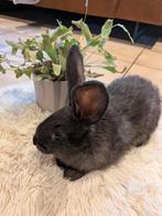 Duitse reus voedster, Femelle, Grand, 0 à 2 ans