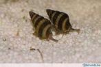Helenaslakken, Dieren en Toebehoren, Vissen | Aquariumvissen, Slak of Weekdier