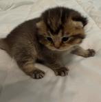 Brits korthaar kittens, Plusieurs animaux, Vermifugé, 0 à 2 ans