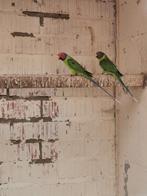 Pruimkoppen, Dieren en Toebehoren, Meerdere dieren, Papegaai, Geringd