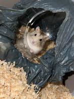 Russische dwerghamster, Dieren en Toebehoren, Knaagdieren, Hamster, Mannelijk, December, Tam