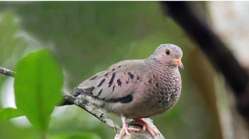 Musduif, Animaux & Accessoires, Oiseaux | Oiseaux Autre