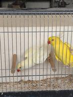 parkieten, Dieren en Toebehoren, Vogels | Parkieten en Papegaaien, Geringd