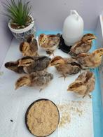 pluimvee, Dieren en Toebehoren, Pluimvee, Vrouwelijk, Kip