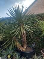 Yucca Filifera, Ophalen