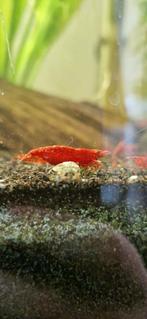 Bloody Mary garnaal (Neocaridina), Kreeft, Krab of Garnaal, Zoetwatervis, Schoolvis