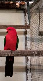 Split geel australische koningsparkiet, Dieren en Toebehoren