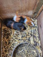 Jonge cavia's, Dieren en Toebehoren, Knaagdieren, Juli, Meerdere dieren, Cavia
