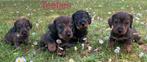 Teckel pups ruwharig dwerg (teefjes/reutjes), Dieren en Toebehoren, Honden | Teckels en Dashonden, België, CDV (hondenziekte)