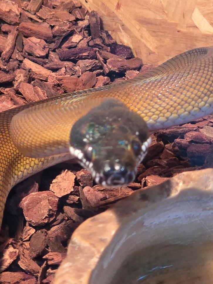 Prachtige witlippython man uit 2023., Dieren en Toebehoren, Reptielen en Amfibieën, Amfibie