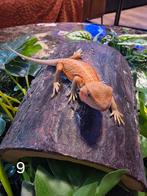 Jonge Baardagaam – Hypo Trans Red Leatherback morph
