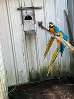 Blauwgeel koppel papegaaien, kweekkoppel, Dieren en Toebehoren, Vogels | Parkieten en Papegaaien, Papegaai, Meerdere dieren, Geringd