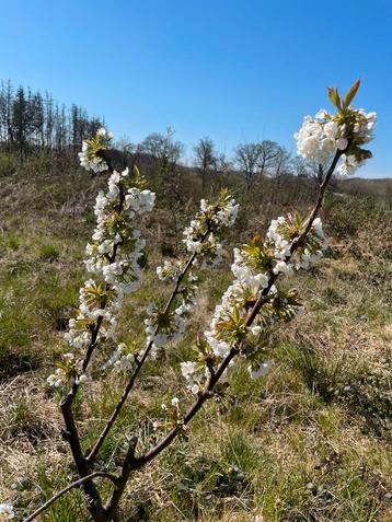   Emplacement à louer pour apiculture Zone forestière beschikbaar voor biedingen