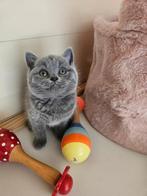 Britse korthaar met stamboom, Dieren en Toebehoren, Katten en Kittens | Raskatten | Korthaar, Meerdere dieren, Gechipt, 0 tot 2 jaar
