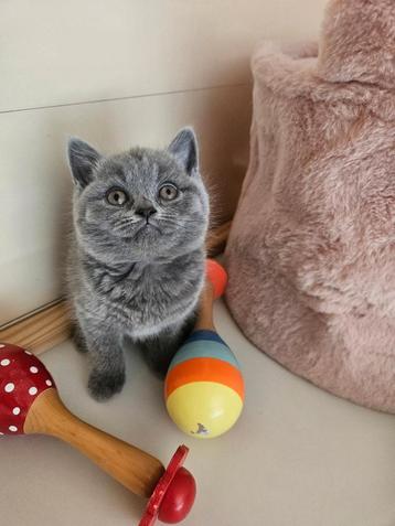 Britse korthaar met stamboom  beschikbaar voor biedingen